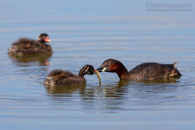 Little Grebe (Tachybaptus ruficollis)