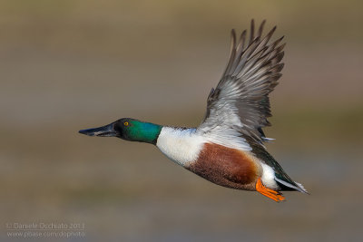 Northern Shoveler (Anas clypeata)