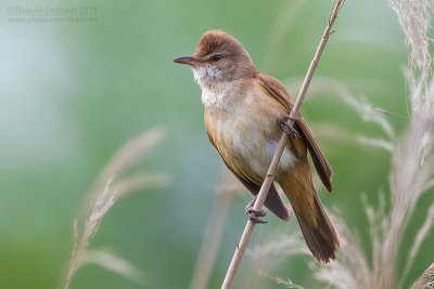 Great Reed Warbler (Acrocephalus arundinaceus)