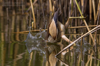 Little Bittern (Ixobrychus minutus)