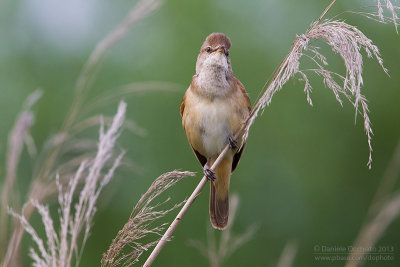 Great Reed Warbler (Acrocephalus arundinaceus)