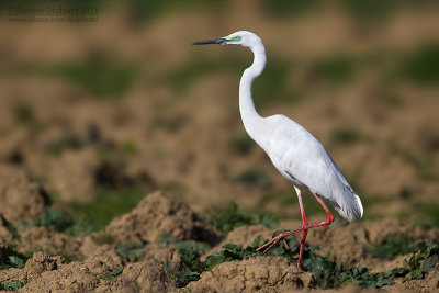 Great White Egret (Ardea alba)