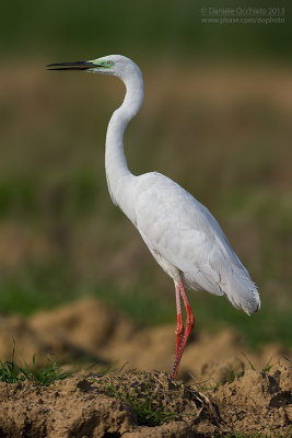 Great White Egret (Ardea alba)