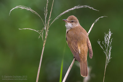 Great Reed Warbler (Acrocephalus arundinaceus)