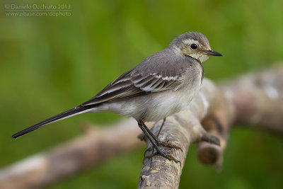 White Wagtail (Motacilla alba)