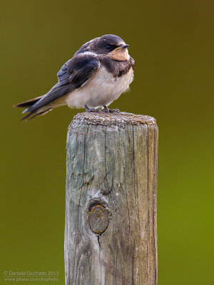 Barn Swallow (Hirundo rustica)