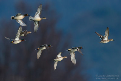 Eurasian Teal (Anas crecca)