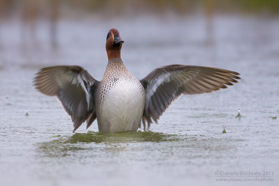 Eurasian Teal (Anas crecca)