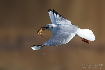 Common Black-headed Gull (Croicocephalos ridibundus)