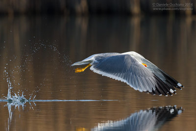 Yellow-legged Gull  (Larus michahellis)