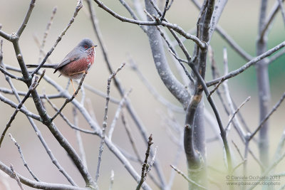 Dartford Warbler (Sylvia undata)