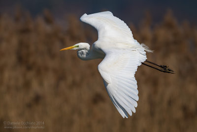 Great White Egret (Ardea alba)