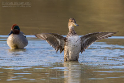 Eurasian Teal (Anas crecca)