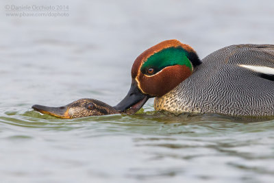 Eurasian Teal (Anas crecca)