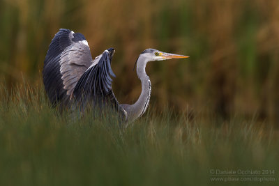 Grey Heron (Ardea cinerea)