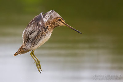 Common Snipe (Gallinago gallinago)