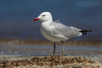 Audouin's Gull (Ichthyaetus audouinii)