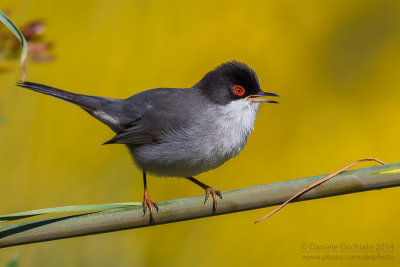 Sardinian Warbler (Sylvia melanocephala)