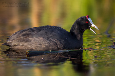 Crested Coot (Fulica cristata)