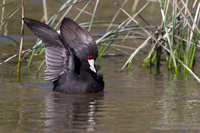 Crested Coot (Fulica cristata)