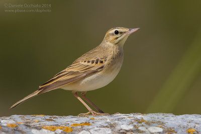 Tawny Pipit (Anthus campestris)