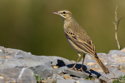 Tawny Pipit (Anthus campestris)