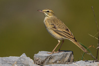 Tawny Pipit (Anthus campestris)