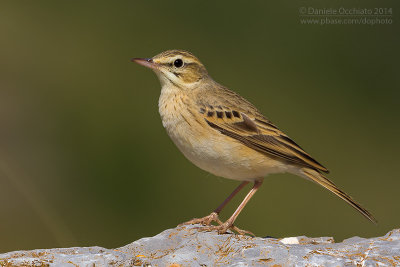 Tawny Pipit (Anthus campestris)