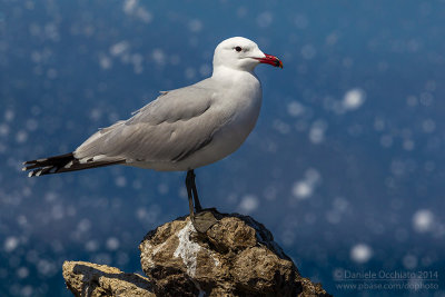 Audouin's Gull (Ichthyaetus audouinii)