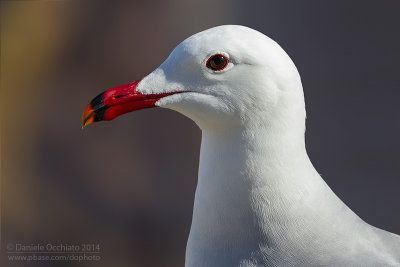 Audouin's Gull (Ichthyaetus audouinii)