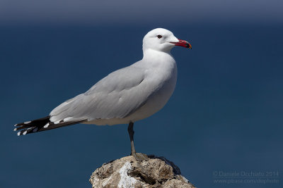 Audouin's Gull (Ichthyaetus audouinii)