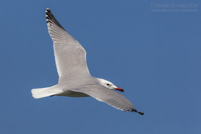 Audouin's Gull (Ichthyaetus audouinii)