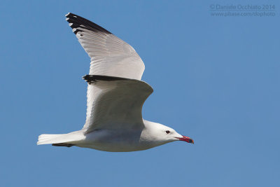 Audouin's Gull (Ichthyaetus audouinii)