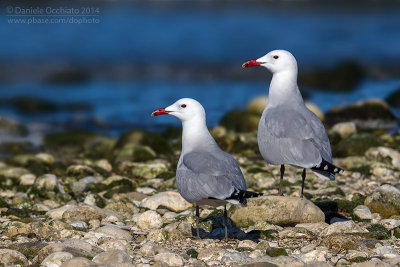 Audouin's Gull (Ichthyaetus audouinii)