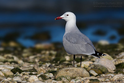 Audouin's Gull (Ichthyaetus audouinii)