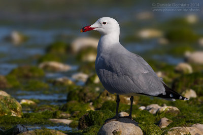 Audouin's Gull (Ichthyaetus audouinii)