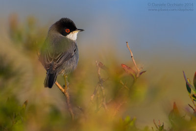 Sardinian Warbler (Sylvia melanocephala)