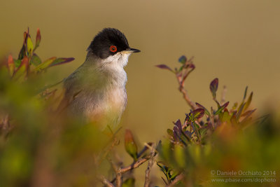 Sardinian Warbler (Sylvia melanocephala)