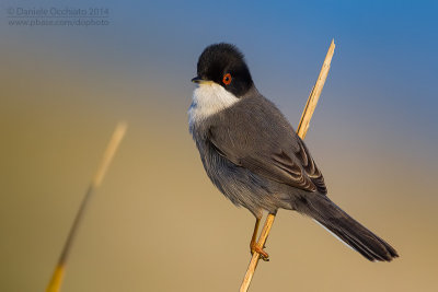 Sardinian Warbler (Sylvia melanocephala)