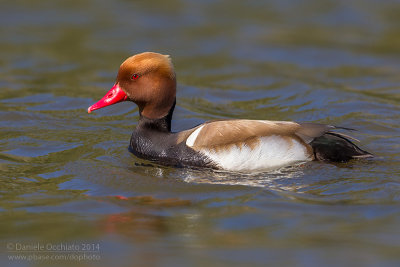 Red-crested Pochard (Netta rufina)