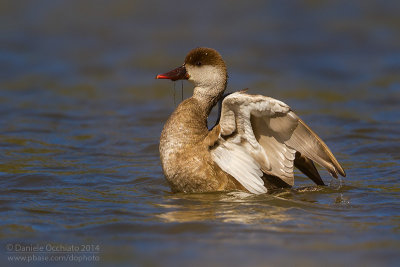 Red-crested Pochard (Netta rufina)