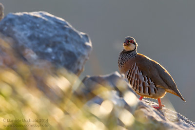 Red-legged Partridge (Alectoris rufa)