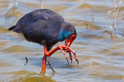 Purple Swamphen (Porphyrio porphyrio)