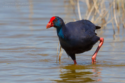 Purple Swamphen (Porphyrio porphyrio)