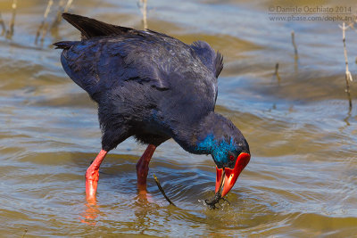 Purple Swamphen (Porphyrio porphyrio)