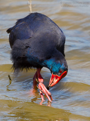 Purple Swamphen (Porphyrio porphyrio)