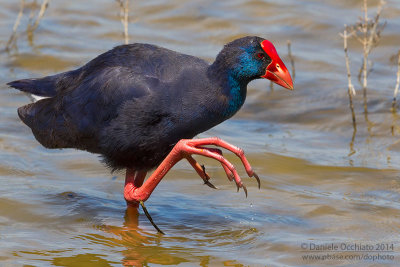 Purple Swamphen (Porphyrio porphyrio)