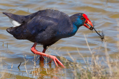 Purple Swamphen (Porphyrio porphyrio)