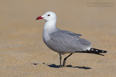 Audouin's Gull (Gabbiano corso)