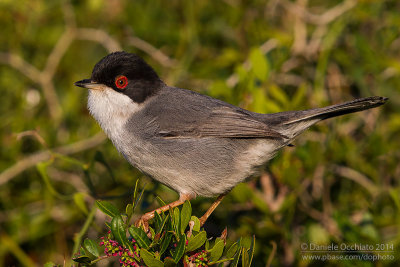 Sardinian Warbler (Sylvia melanocephala)